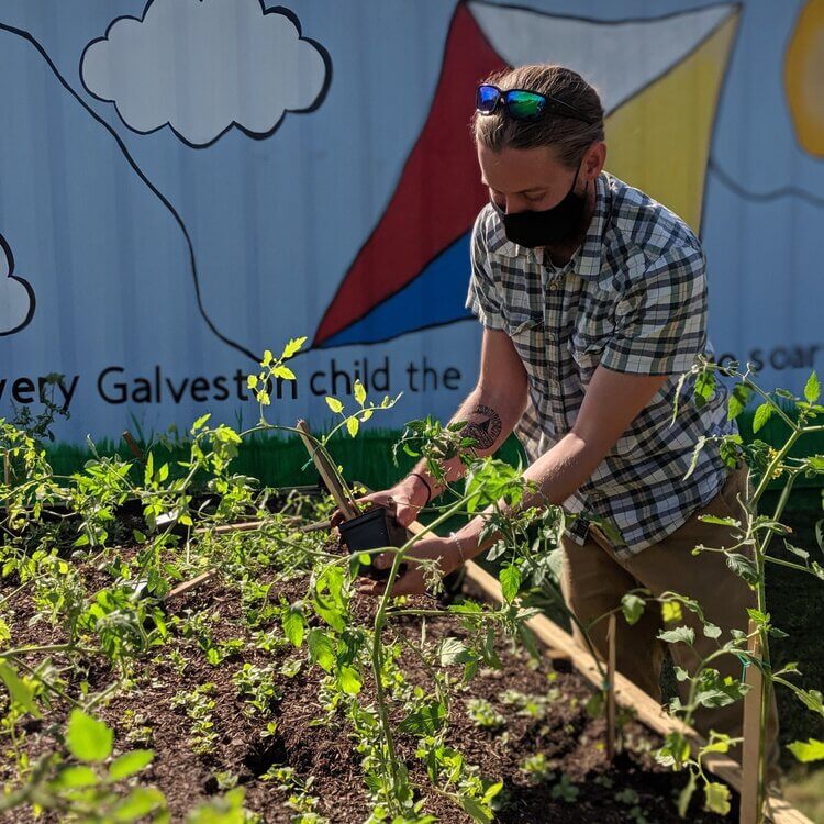A volunteer from Galveston's Own Farmers Market working in a garden